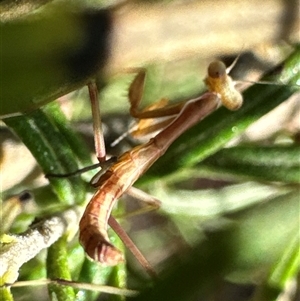 Unidentified Praying mantis (Mantodea) at Cook, ACT by Jubeyjubes