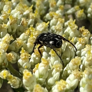 Microvalgus sp. (genus) at Cook, ACT - 2 Dec 2024