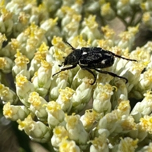 Microvalgus sp. (genus) at Cook, ACT - 2 Dec 2024