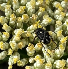 Microvalgus sp. (genus) at Cook, ACT - 2 Dec 2024