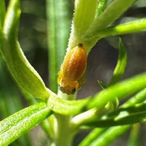 Opisthoncus sp. (genus) (Unidentified Opisthoncus jumping spider) at Cook, ACT by Jubeyjubes