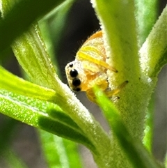 Opisthoncus sp. (genus) at Cook, ACT - 2 Dec 2024