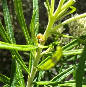 Opisthoncus sp. (genus) at Cook, ACT - 2 Dec 2024