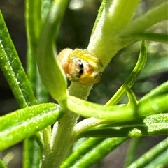 Opisthoncus sp. (genus) at Cook, ACT - 2 Dec 2024