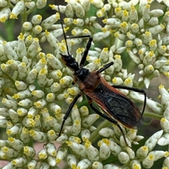 Reduviidae (family) (An assassin bug) at Cook, ACT - 2 Dec 2024 by Jubeyjubes