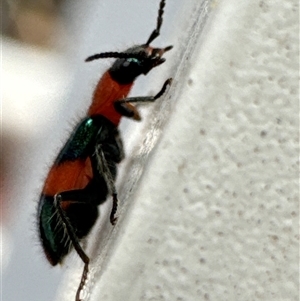 Dicranolaius bellulus (Red and Blue Pollen Beetle) at Aranda, ACT by Jubeyjubes