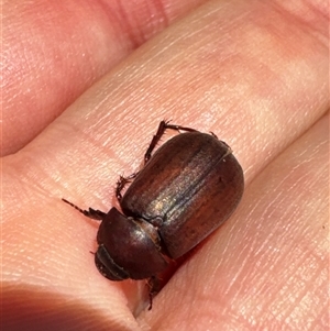 Unidentified Darkling beetle (Tenebrionidae) at Aranda, ACT by Jubeyjubes