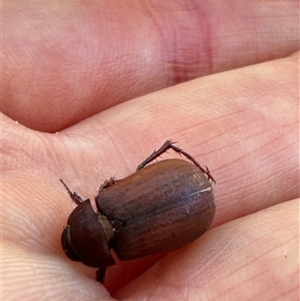 Sericesthis nigrolineata at Aranda, ACT - 2 Dec 2024