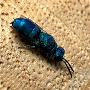 Chrysididae (family) (Cuckoo wasp or Emerald wasp) at Aranda, ACT by Jubeyjubes