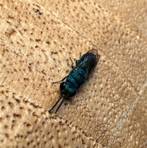 Chrysididae (family) at Aranda, ACT - 2 Dec 2024 12:15 PM