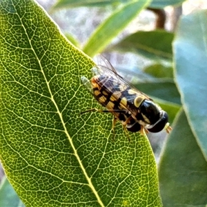 Simosyrphus grandicornis (Common hover fly) at Aranda, ACT by Jubeyjubes