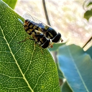 Simosyrphus grandicornis at Aranda, ACT - 2 Dec 2024 11:49 AM