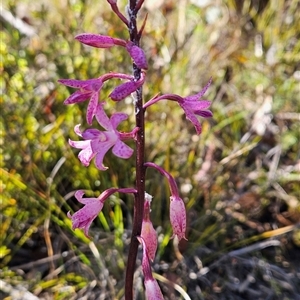 Dipodium roseum at Rendezvous Creek, ACT - 2 Dec 2024