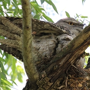 Podargus strigoides (Tawny Frogmouth) at Fyshwick, ACT by RodDeb