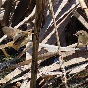 Acrocephalus australis (Australian Reed-Warbler) at Fyshwick, ACT by RodDeb