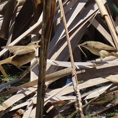 Acrocephalus australis at Fyshwick, ACT - 2 Dec 2024 12:13 PM