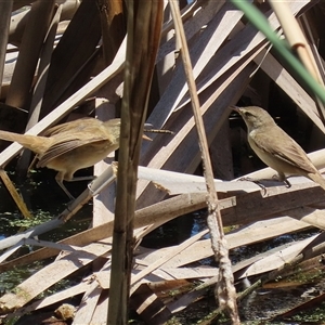 Acrocephalus australis at Fyshwick, ACT - 2 Dec 2024