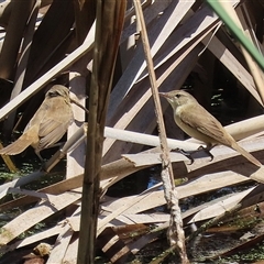 Acrocephalus australis at Fyshwick, ACT - 2 Dec 2024