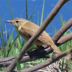 Acrocephalus australis at Fyshwick, ACT - 2 Dec 2024