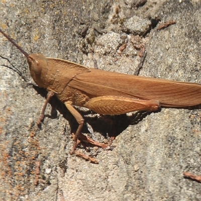 Goniaea australasiae at Cooma, NSW - 2 Dec 2024 by mahargiani