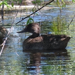 Stictonetta naevosa (Freckled Duck) at Fyshwick, ACT - 2 Dec 2024 by RodDeb