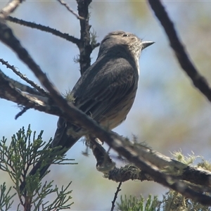 Pachycephala rufiventris at Cooma, NSW - 2 Dec 2024