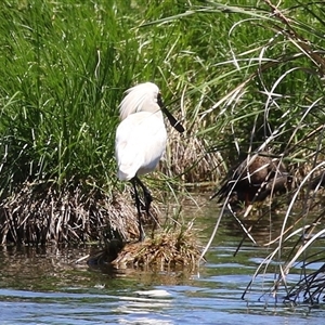 Platalea regia at Fyshwick, ACT - 2 Dec 2024