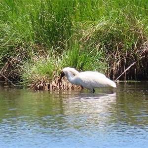 Platalea regia at Fyshwick, ACT - 2 Dec 2024