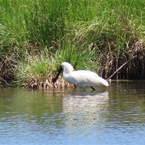 Platalea regia at Fyshwick, ACT - 2 Dec 2024