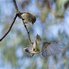 Smicrornis brevirostris (Weebill) at Higgins, ACT - 22 Oct 2024 by AlisonMilton