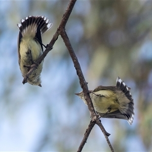 Smicrornis brevirostris at Higgins, ACT - 22 Oct 2024