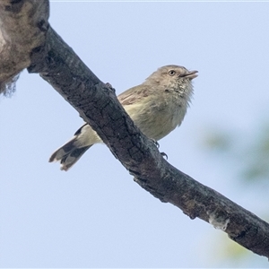 Smicrornis brevirostris at Higgins, ACT - 22 Oct 2024