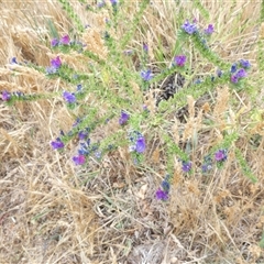 Echium plantagineum at Belconnen, ACT - 26 Nov 2024 by JohnGiacon