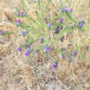 Echium plantagineum at Belconnen, ACT - 26 Nov 2024