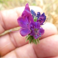 Echium plantagineum at Belconnen, ACT - 26 Nov 2024