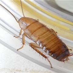 Unidentified Cockroach (Blattodea, several families) at Belconnen, ACT - 28 Nov 2024 by JohnGiacon