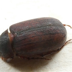 Sericesthis nigrolineata (Dusky pasture scarab) at Belconnen, ACT - 28 Nov 2024 by JohnGiacon