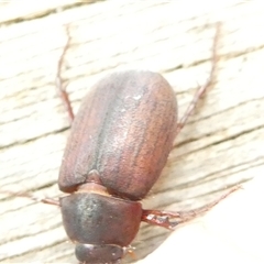 Sericesthis nigrolineata at Belconnen, ACT - 29 Nov 2024