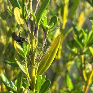 Mutusca brevicornis (A broad-headed bug) at Isaacs, ACT by Sheridannew