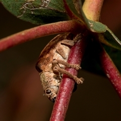 Gonipterus sp. (genus) (Eucalyptus Weevil) at McKellar, ACT - 11 Nov 2024 by AlisonMilton