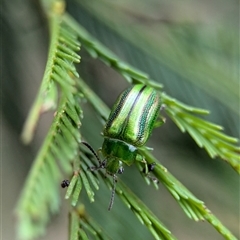 Calomela juncta (Leaf beetle) at Gundary, NSW - 17 Nov 2024 by Miranda