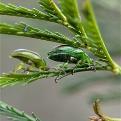 Calomela juncta at Gundary, NSW - 17 Nov 2024 02:24 PM