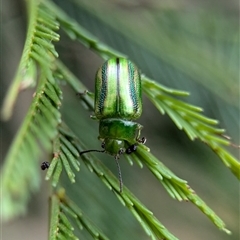 Calomela juncta at Gundary, NSW - 17 Nov 2024