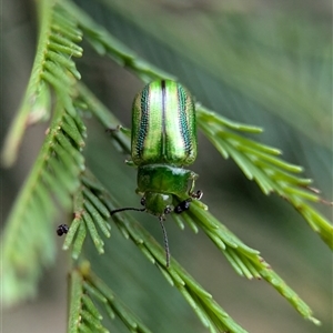 Calomela juncta at Gundary, NSW - 17 Nov 2024 02:24 PM