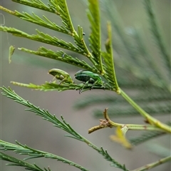 Calomela juncta at Gundary, NSW - 17 Nov 2024