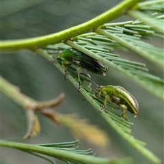 Calomela juncta at Gundary, NSW - 17 Nov 2024 02:24 PM