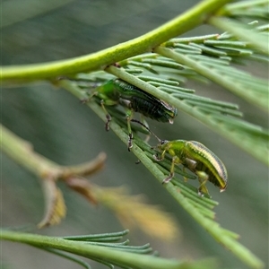 Calomela juncta at Gundary, NSW - 17 Nov 2024