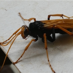 Cryptocheilus sp. (genus) at Belconnen, ACT - 29 Nov 2024