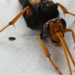 Cryptocheilus sp. (genus) at Belconnen, ACT - 29 Nov 2024