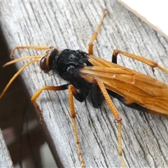 Cryptocheilus sp. (genus) at Belconnen, ACT - 29 Nov 2024